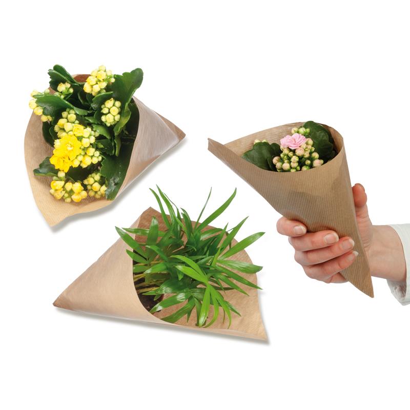 Blumengrüße aus der Mini-Tüte - Pflanze Kalanchoe