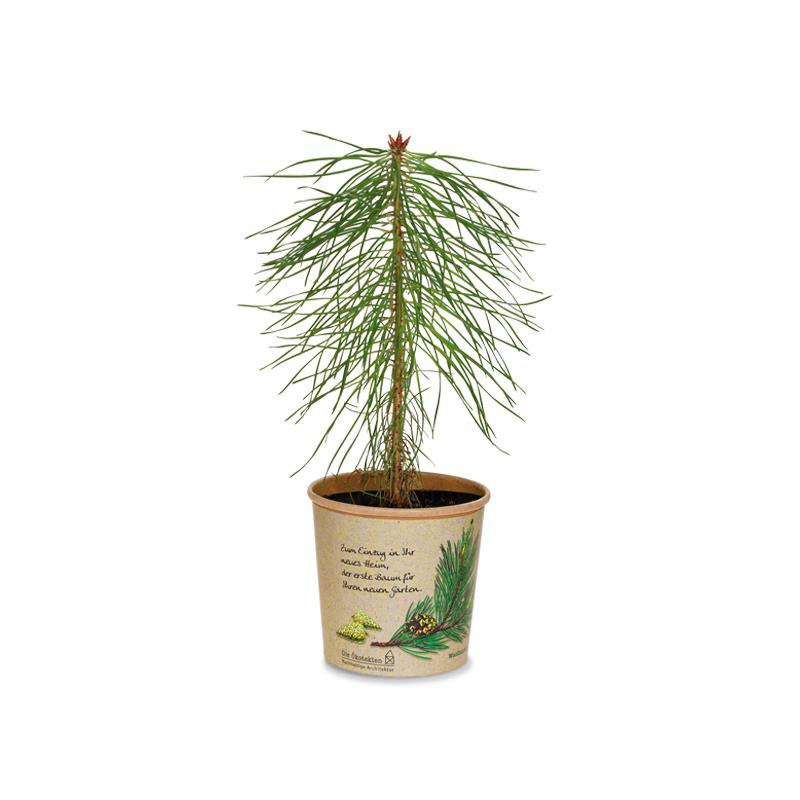 Geschenkbäumchen - Pflanze Waldkiefer